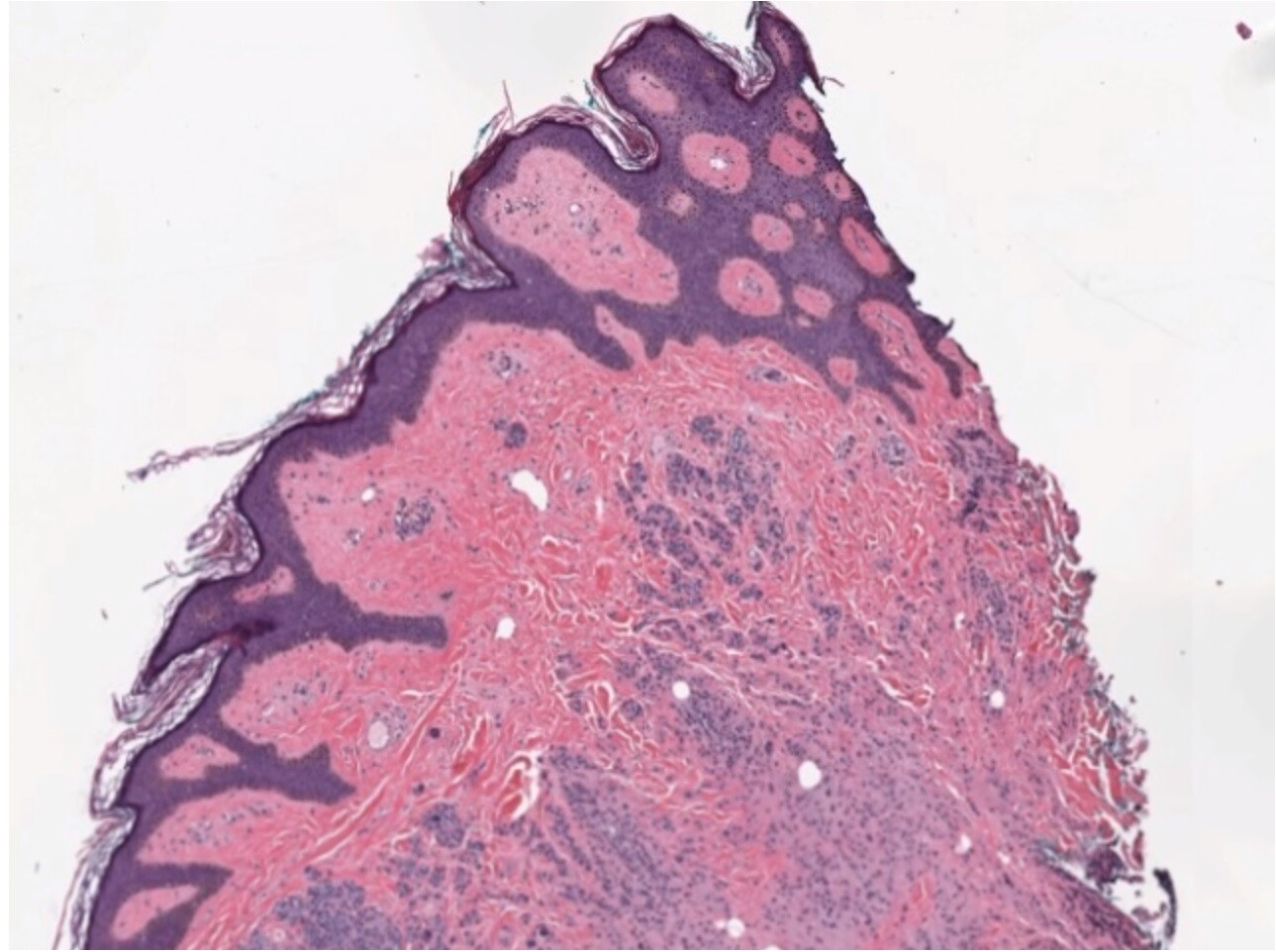 pathology.jpg