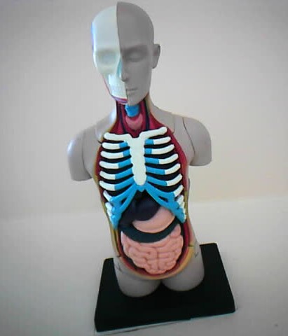 anatomy_model.jpg